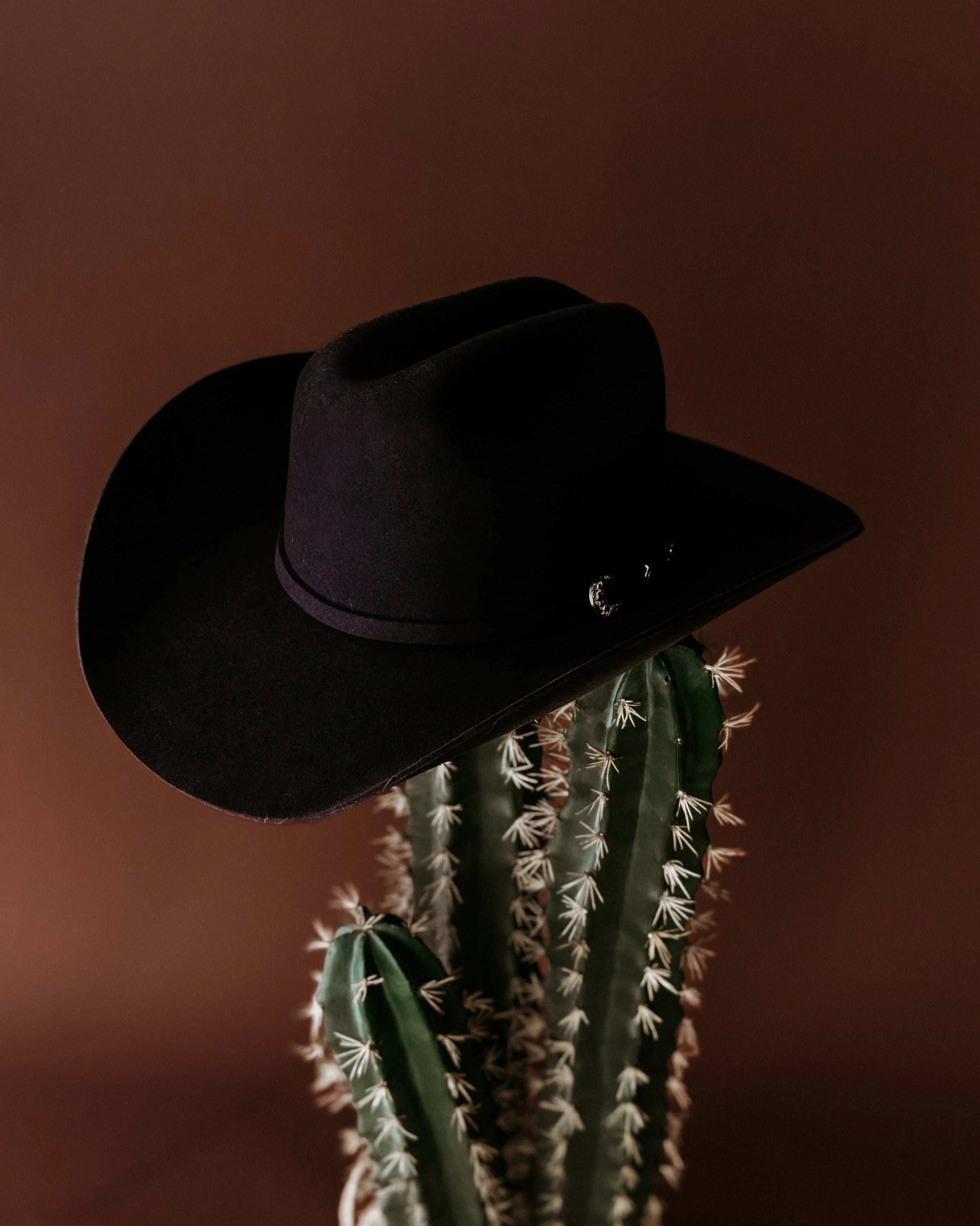 Black cowboy hat displayed on a tall green cactus against a brown background