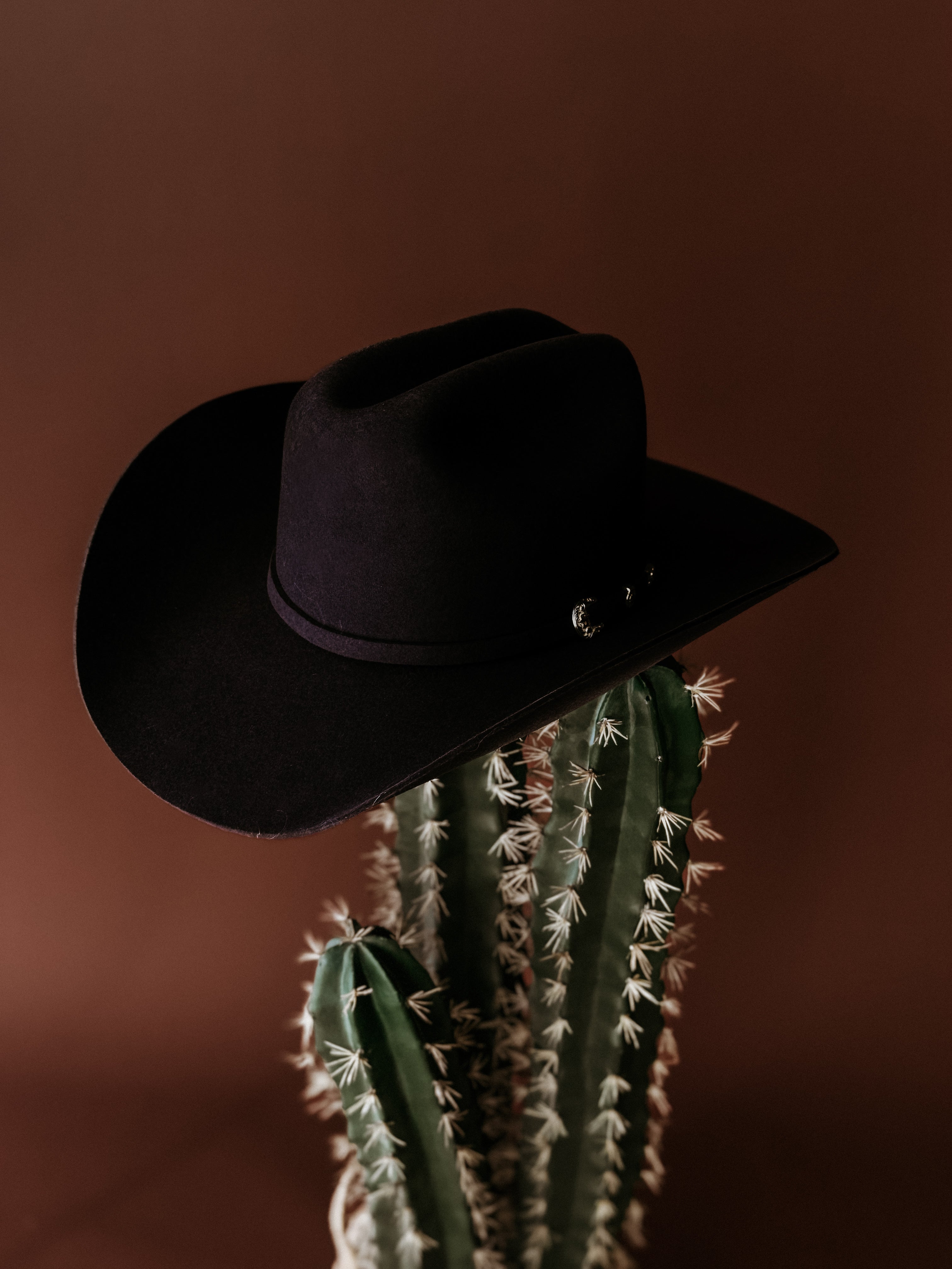 Black cowboy hat displayed on a tall green cactus against a brown background