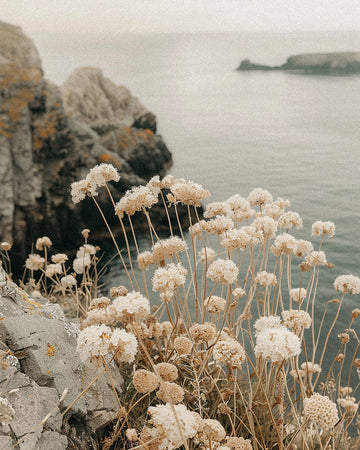 White flowers on a rocky cliff with ocean in the background